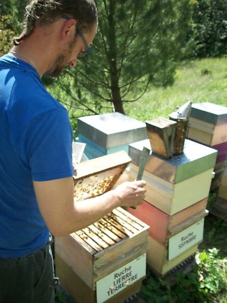 La ruche Lierre terrestre