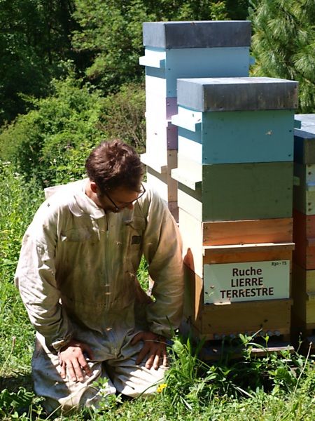 La ruche Lierre terrestre