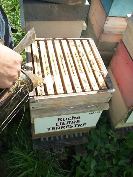 La ruche Lierre terrestre