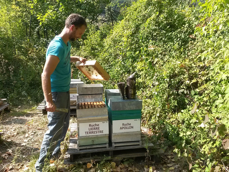 La ruche Lierre terrestre