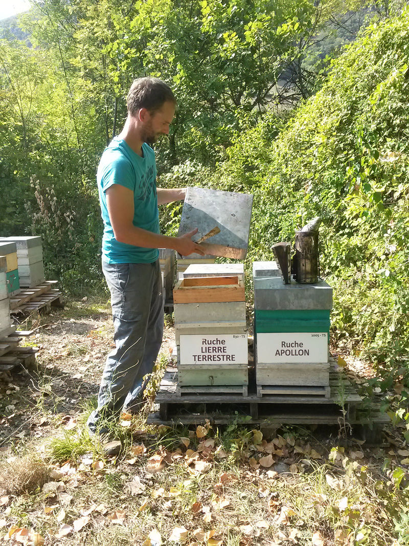 La ruche Lierre terrestre
