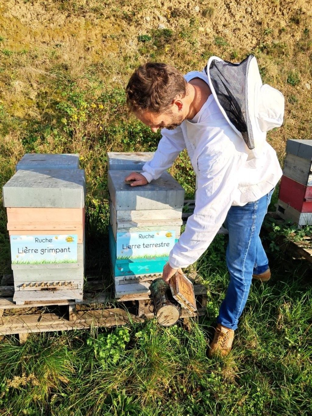 La ruche Lierre terrestre