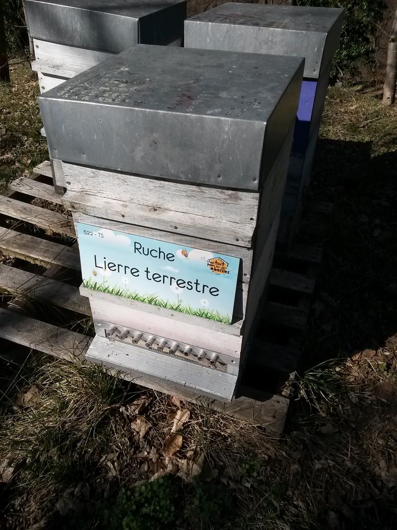 La ruche Lierre terrestre