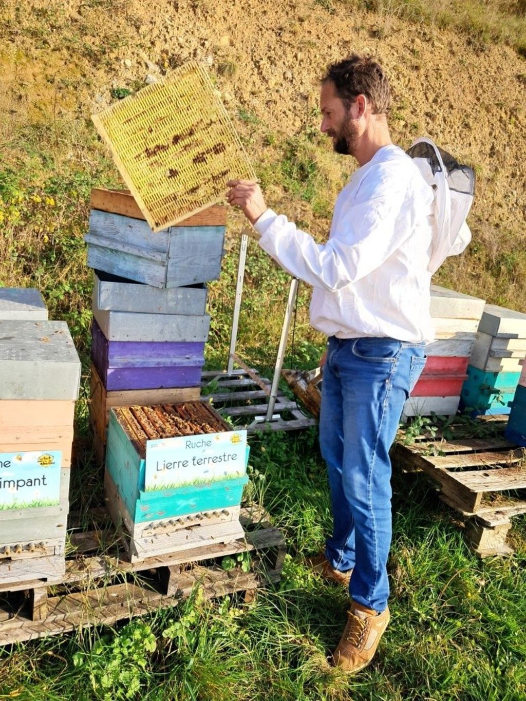 La ruche Lierre terrestre