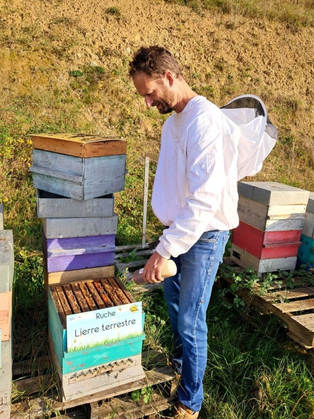 La ruche Lierre terrestre