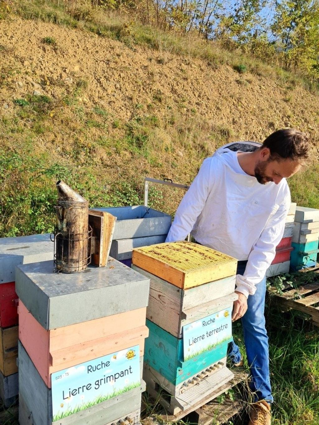 La ruche Lierre terrestre