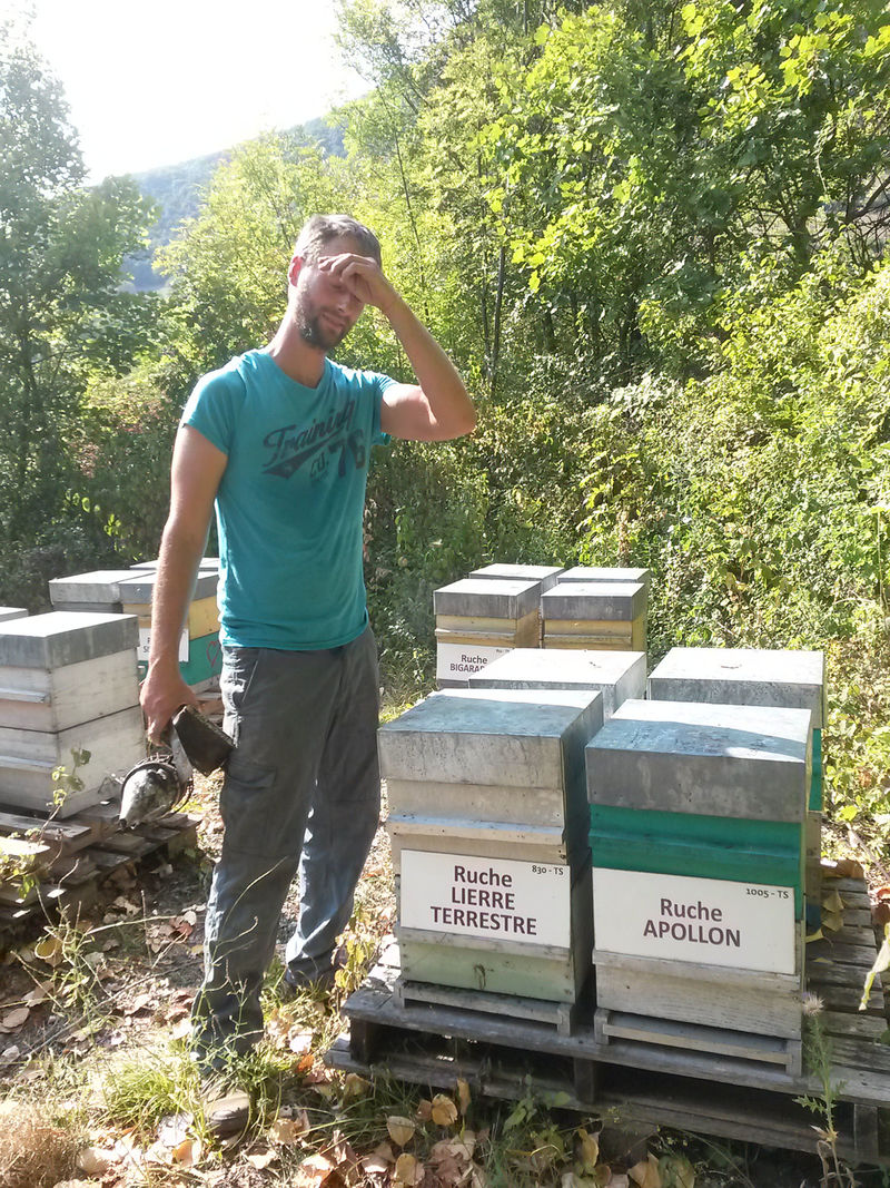 La ruche Lierre terrestre