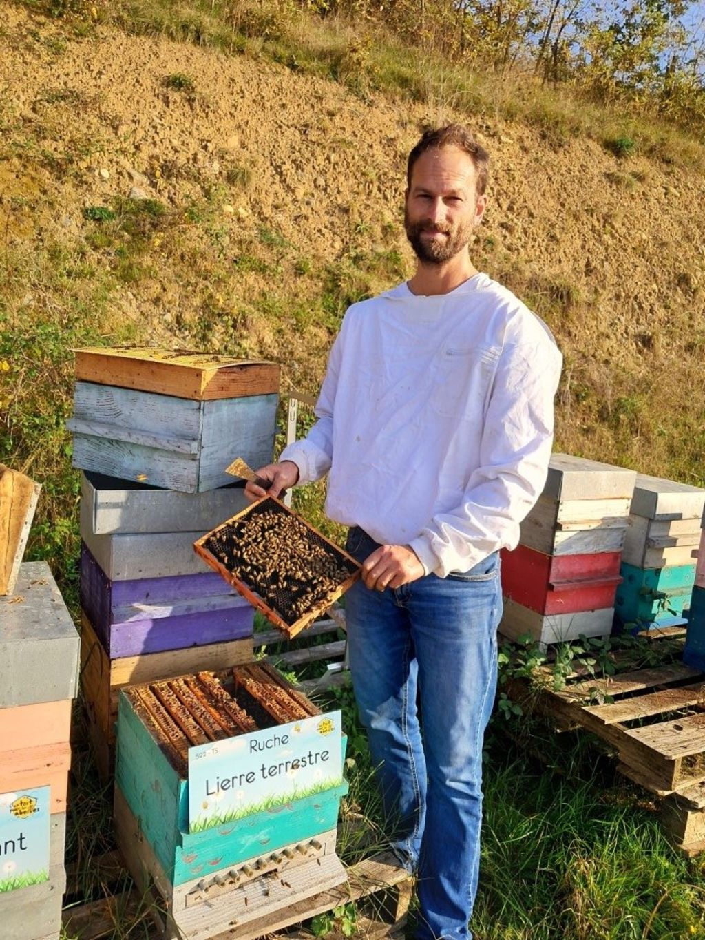 La ruche Lierre terrestre