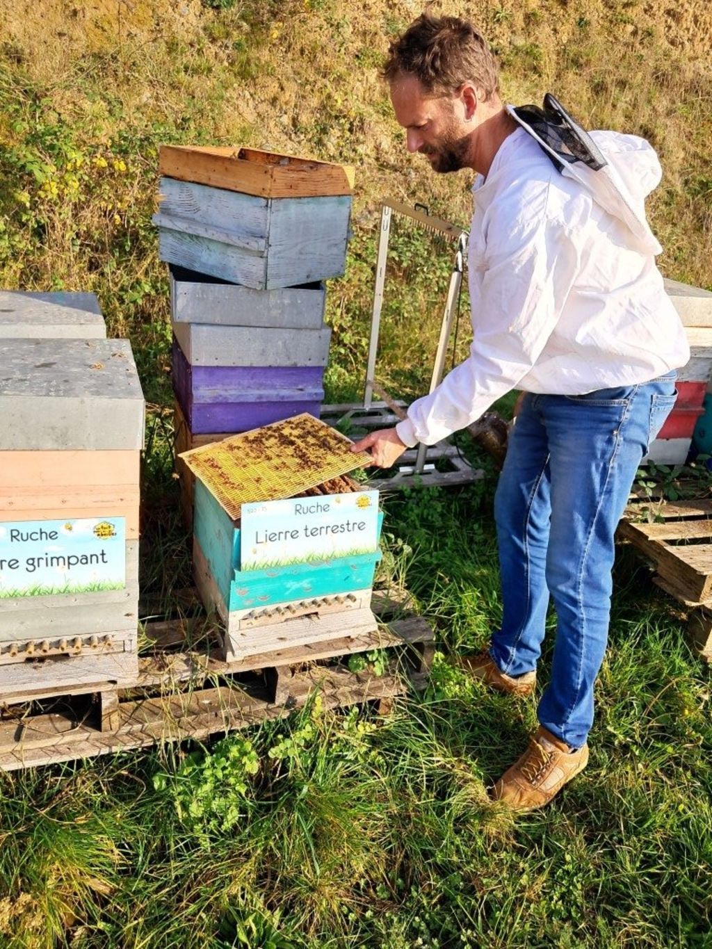 La ruche Lierre terrestre