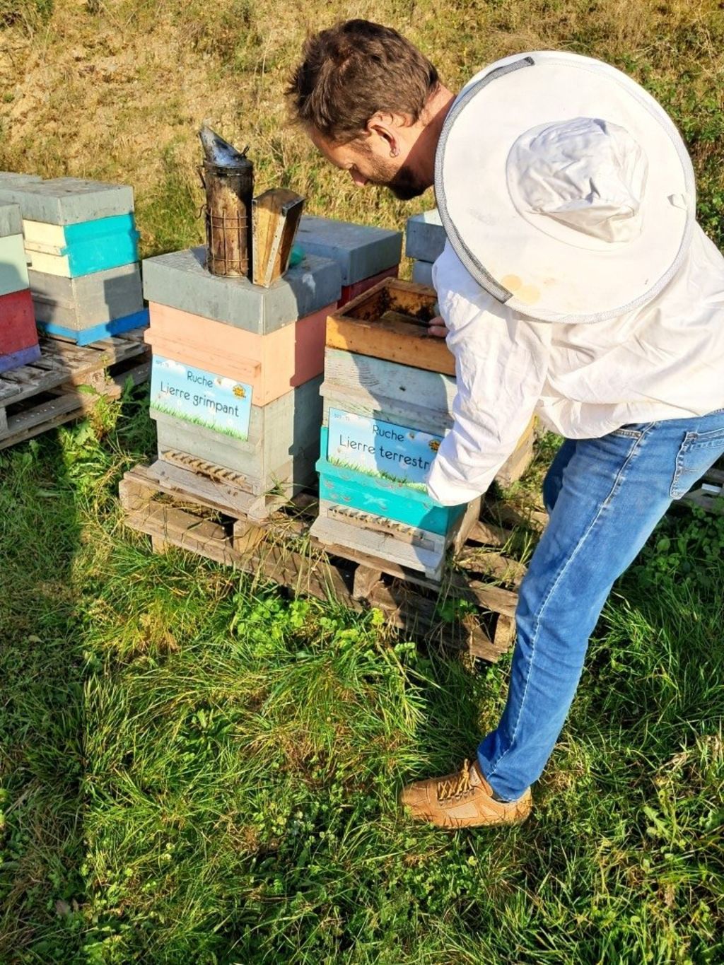 La ruche Lierre terrestre