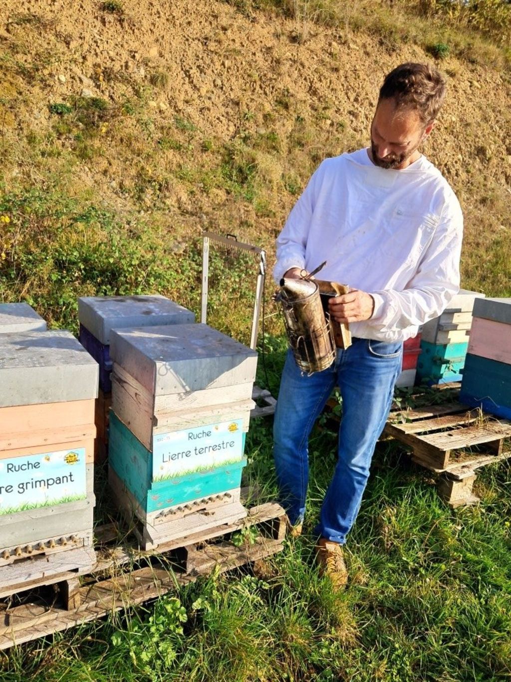 La ruche Lierre terrestre