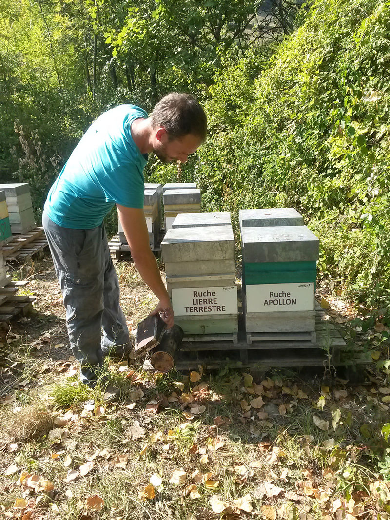 La ruche Lierre terrestre