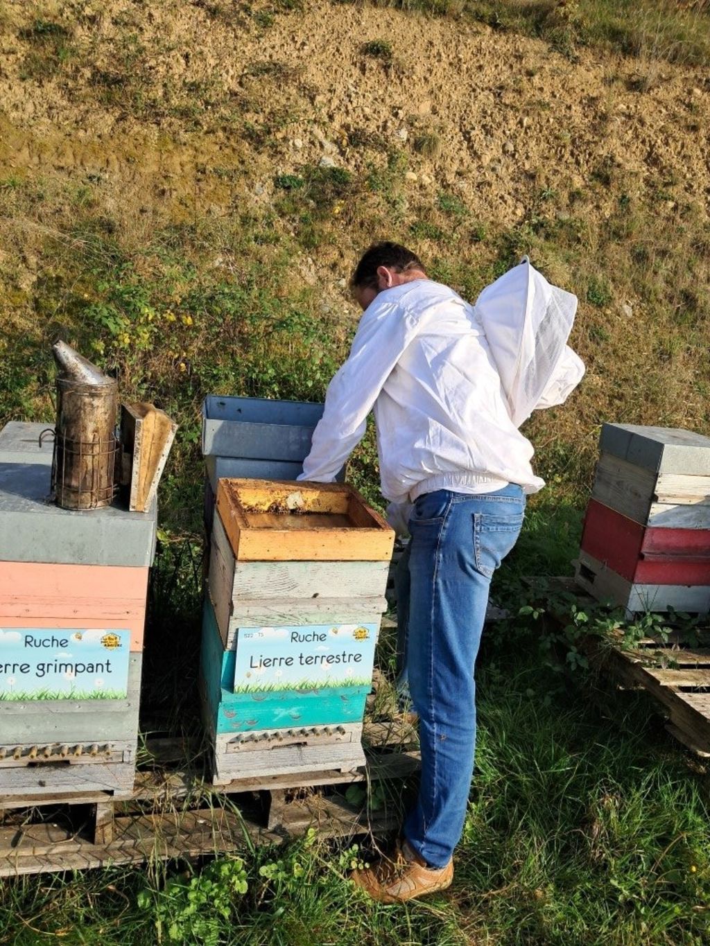 La ruche Lierre terrestre