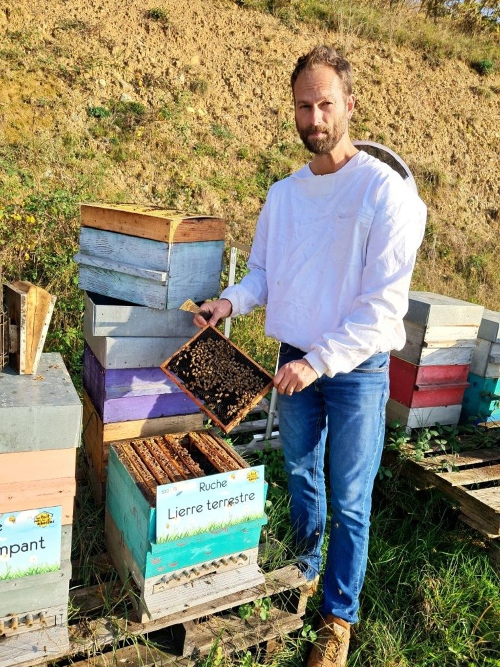 La ruche Lierre terrestre