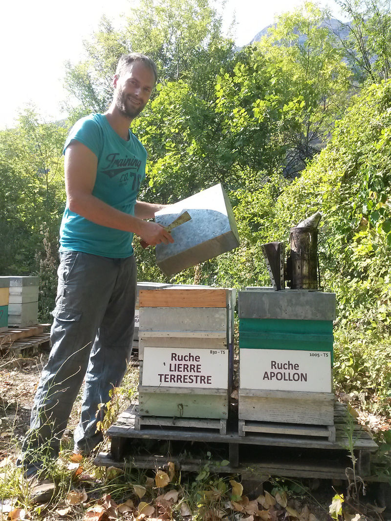 La ruche Lierre terrestre