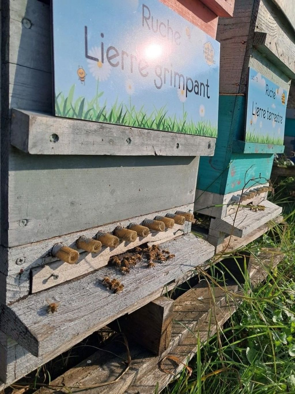 La ruche Lierre terrestre