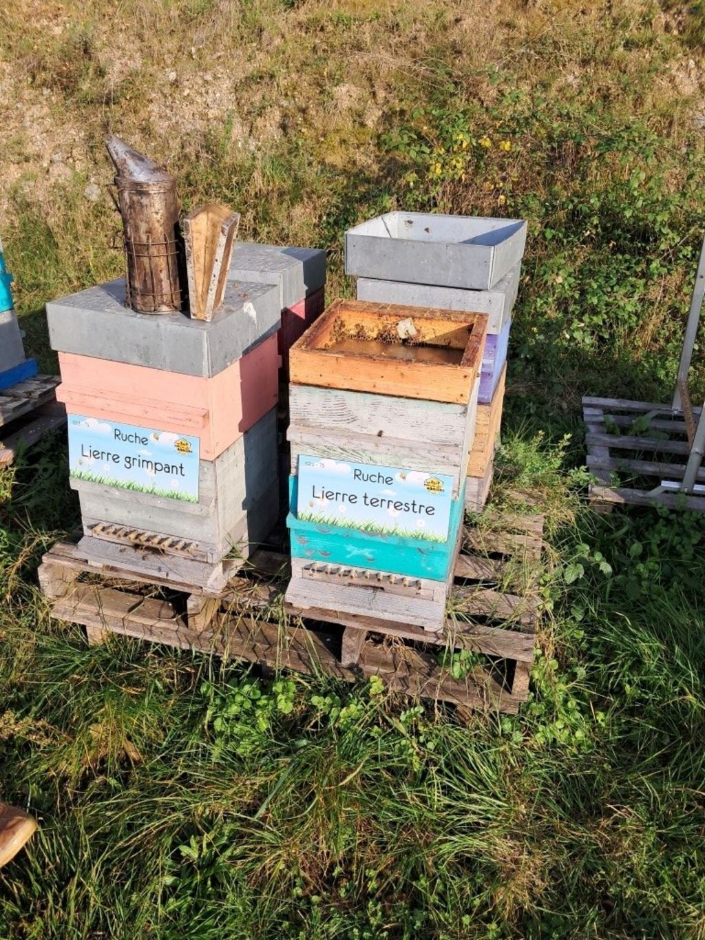 La ruche Lierre terrestre