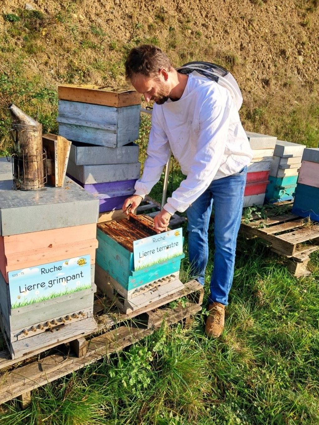 La ruche Lierre terrestre