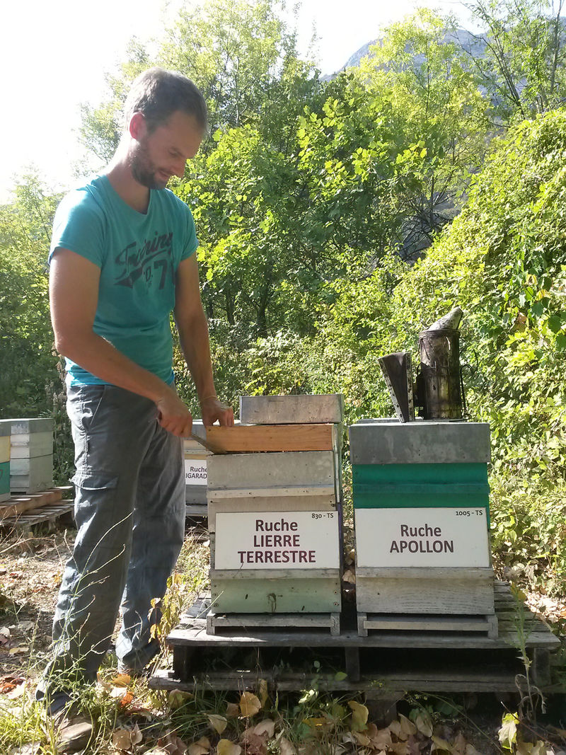 La ruche Lierre terrestre