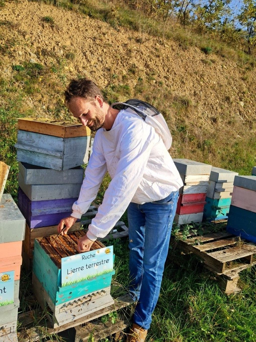 La ruche Lierre terrestre