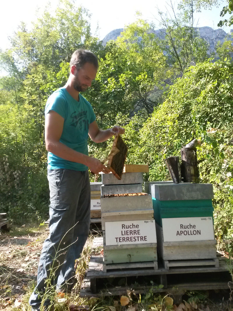 La ruche Lierre terrestre