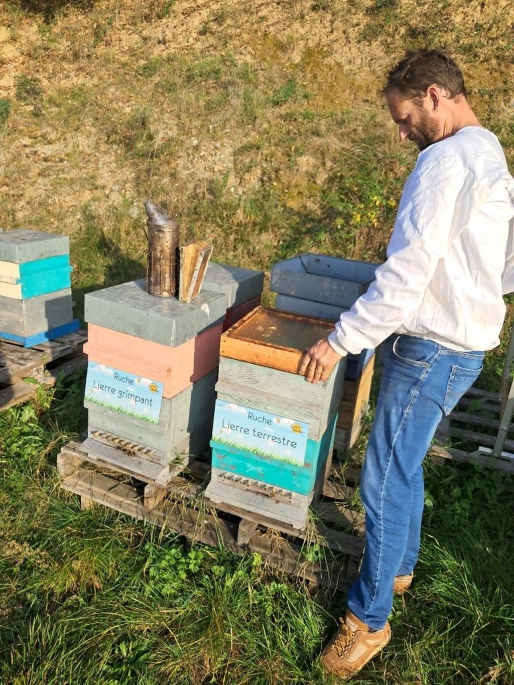 La ruche Lierre terrestre