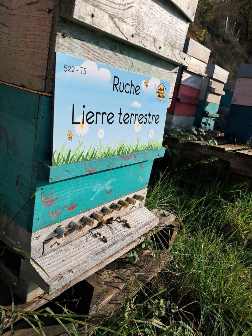La ruche Lierre terrestre