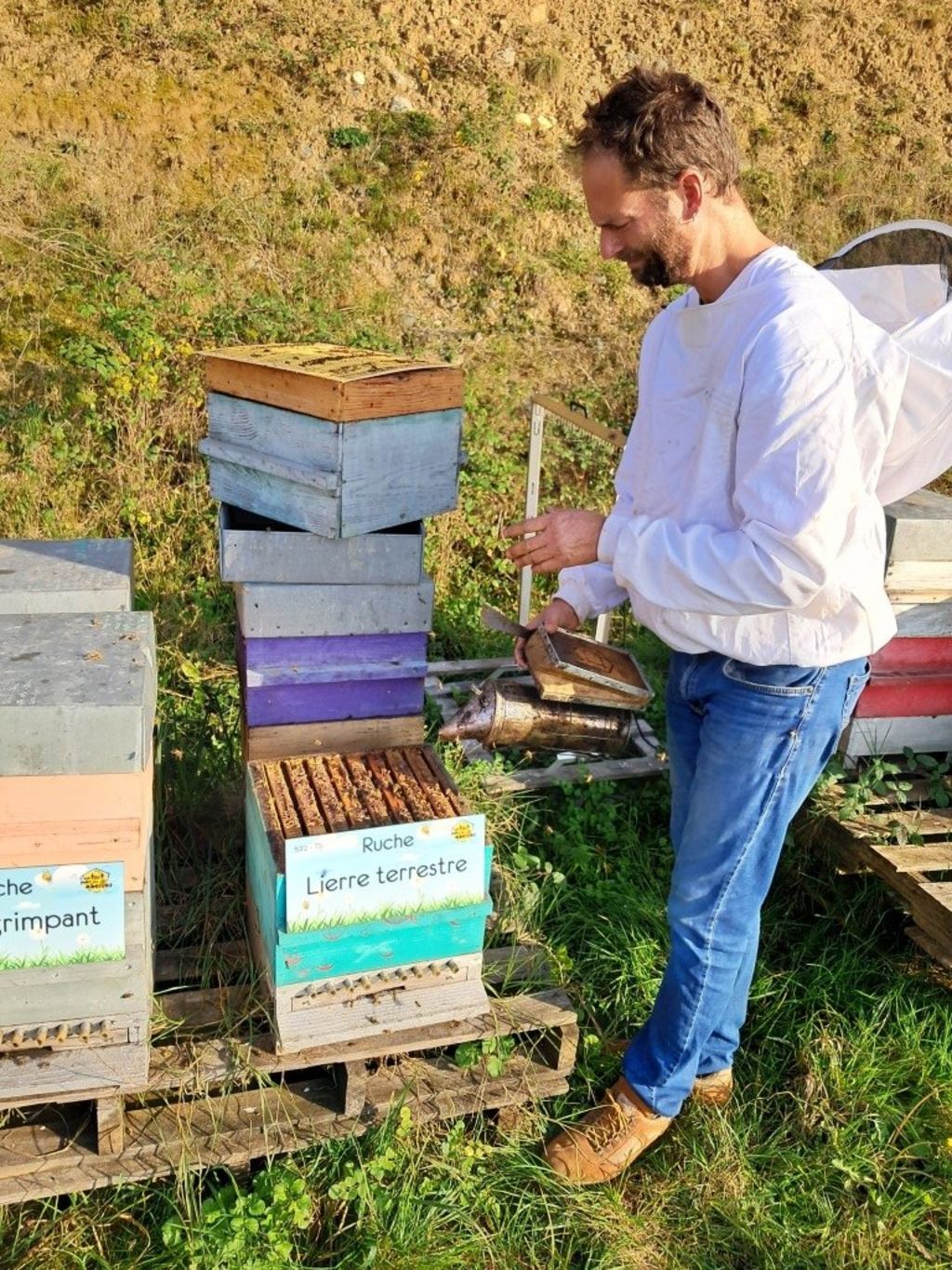 La ruche Lierre terrestre