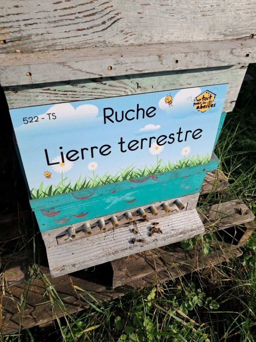 La ruche Lierre terrestre