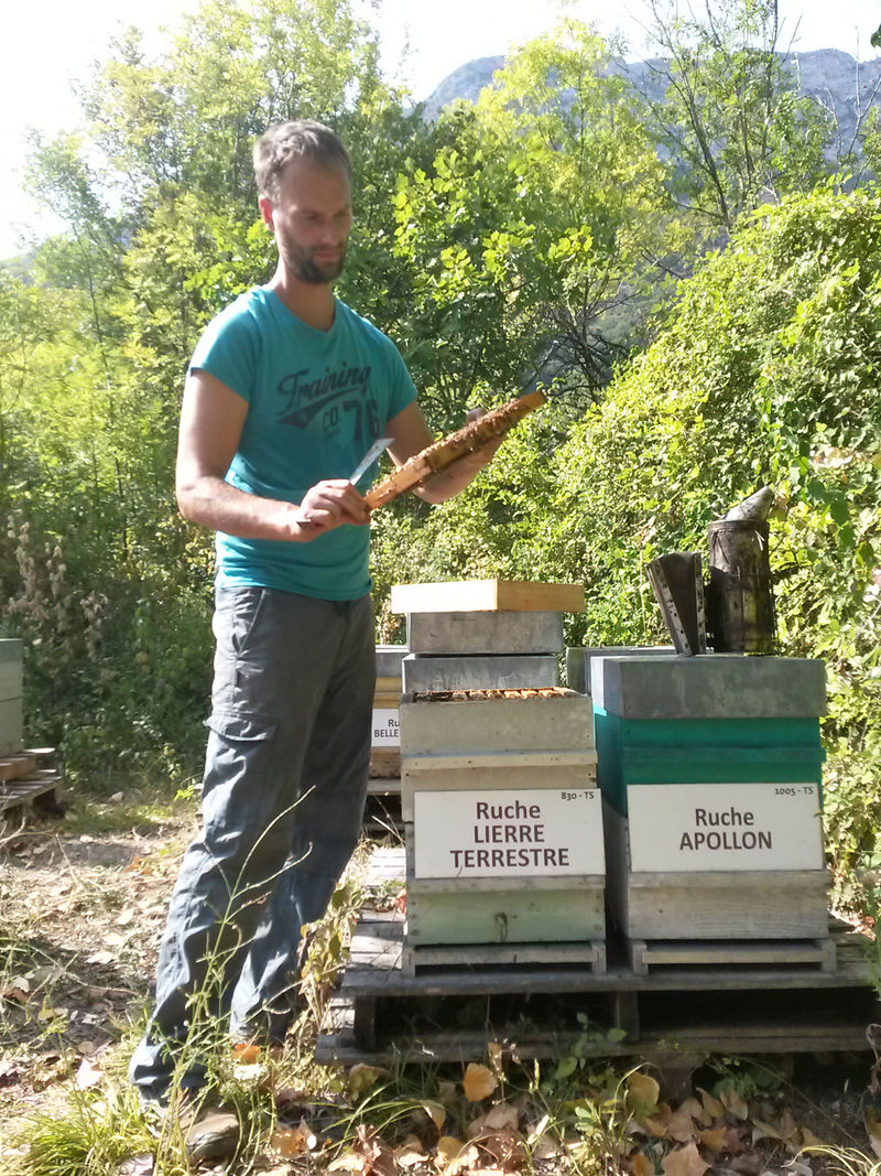La ruche Lierre terrestre