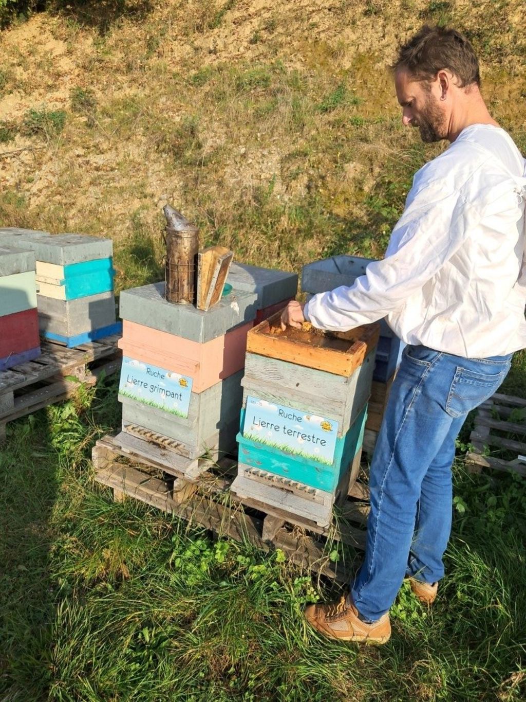La ruche Lierre terrestre