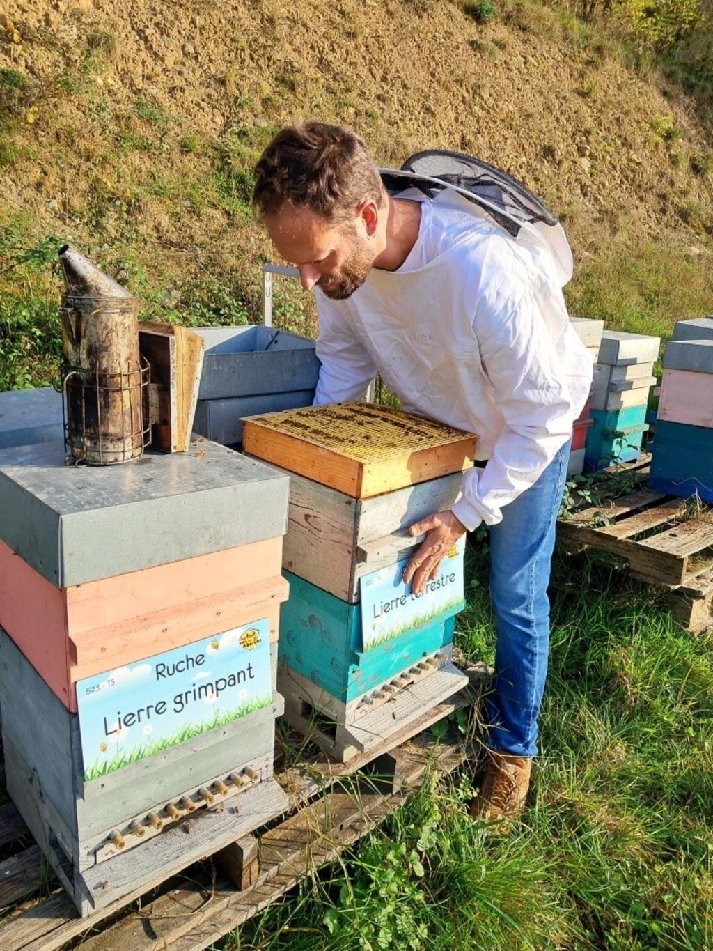 La ruche Lierre terrestre