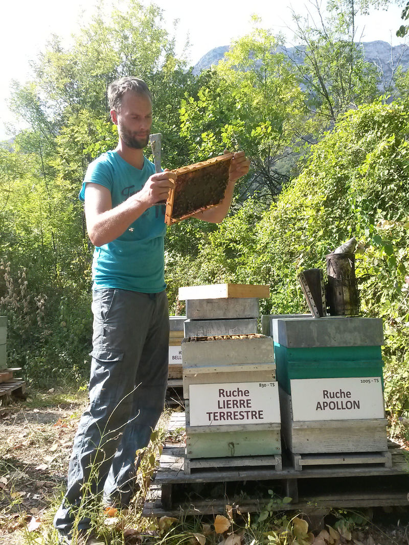 La ruche Lierre terrestre