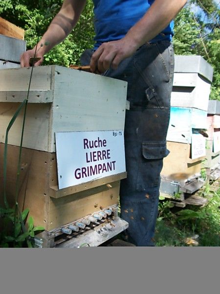 La ruche Lierre grimpant
