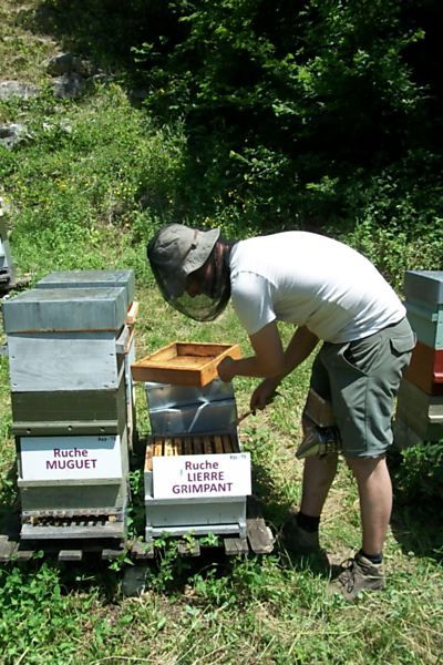 La ruche Lierre grimpant