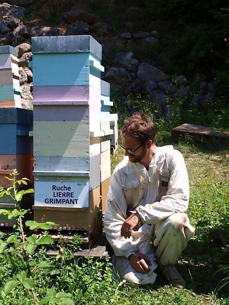 La ruche Lierre grimpant