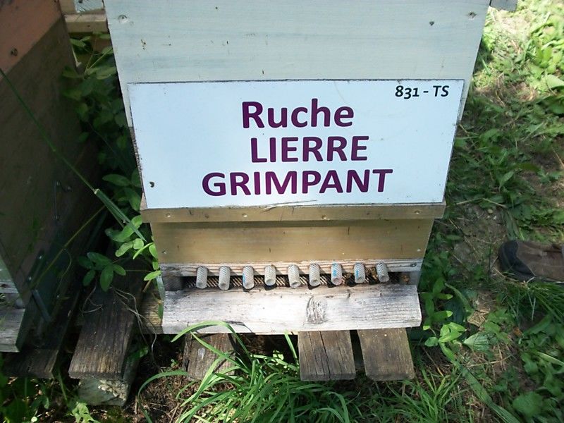 La ruche Lierre grimpant