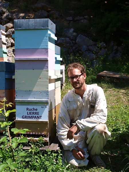 La ruche Lierre grimpant