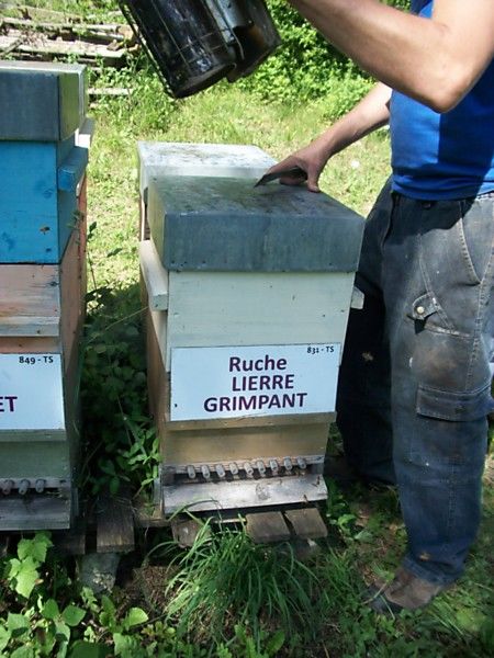 La ruche Lierre grimpant