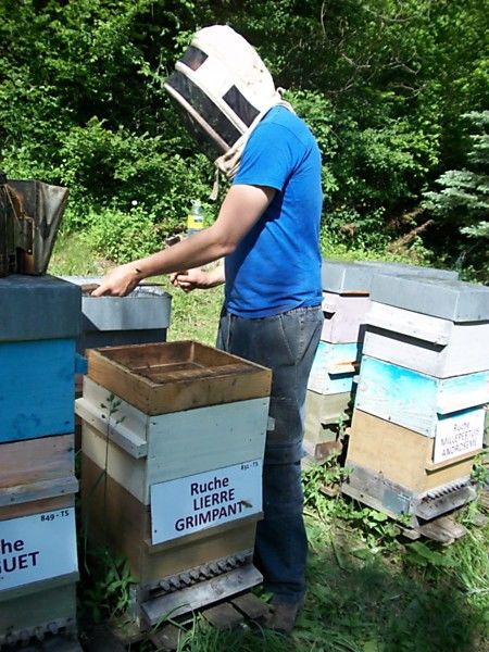 La ruche Lierre grimpant