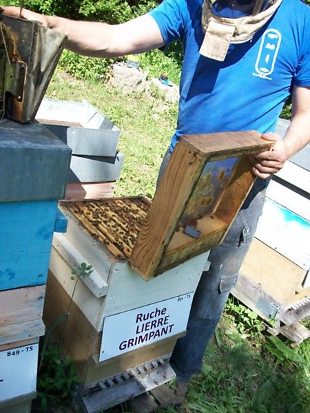 La ruche Lierre grimpant