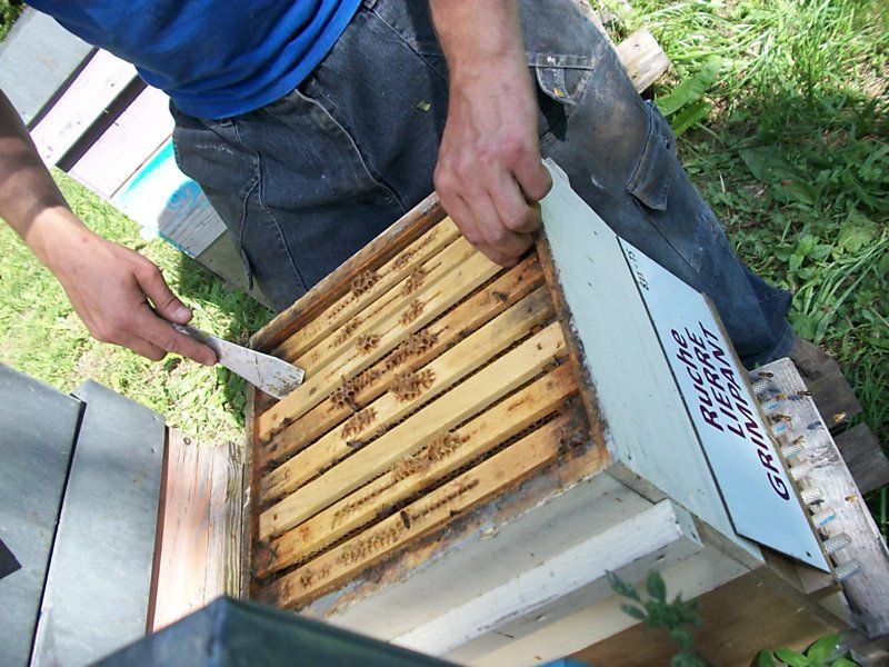 La ruche Lierre grimpant