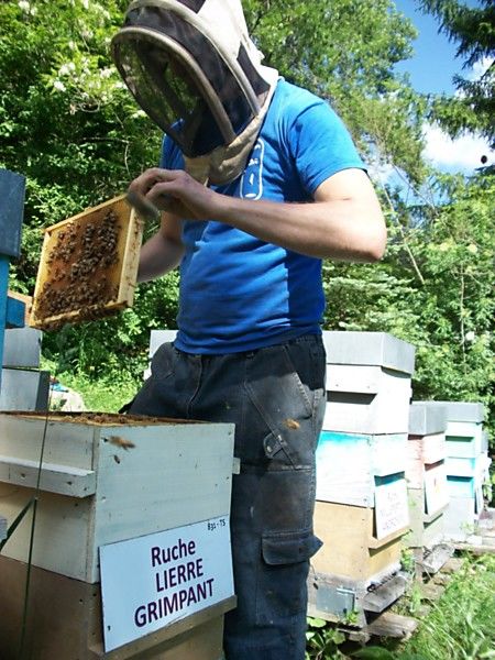 La ruche Lierre grimpant