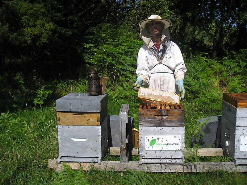 La ruche Lierre grimpant