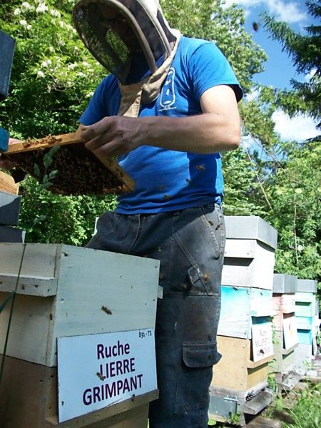 La ruche Lierre grimpant