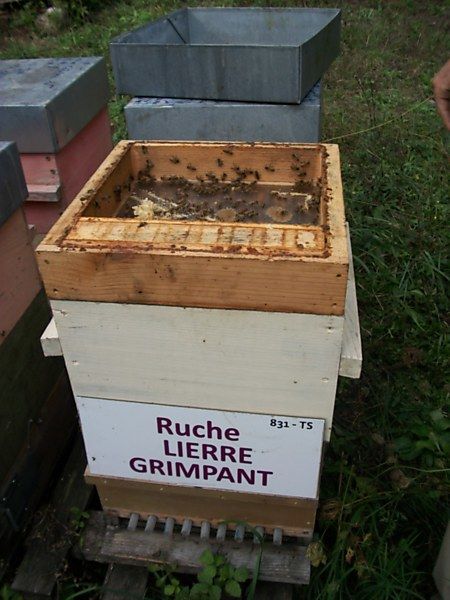 La ruche Lierre grimpant