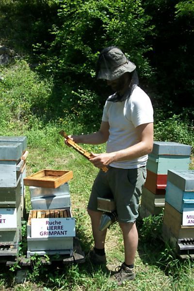 La ruche Lierre grimpant