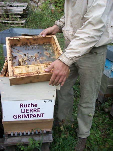 La ruche Lierre grimpant