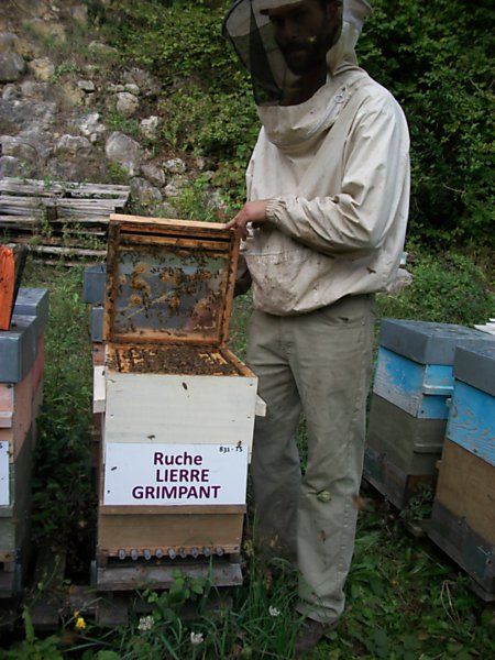 La ruche Lierre grimpant