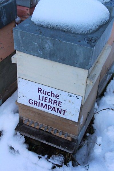 La ruche Lierre grimpant